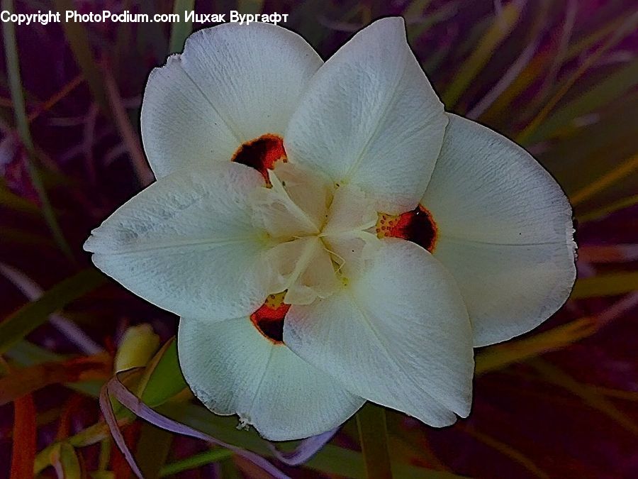 Flora, Flower, Gladiolus, Plant, Amaryllis, Blossom, Petal