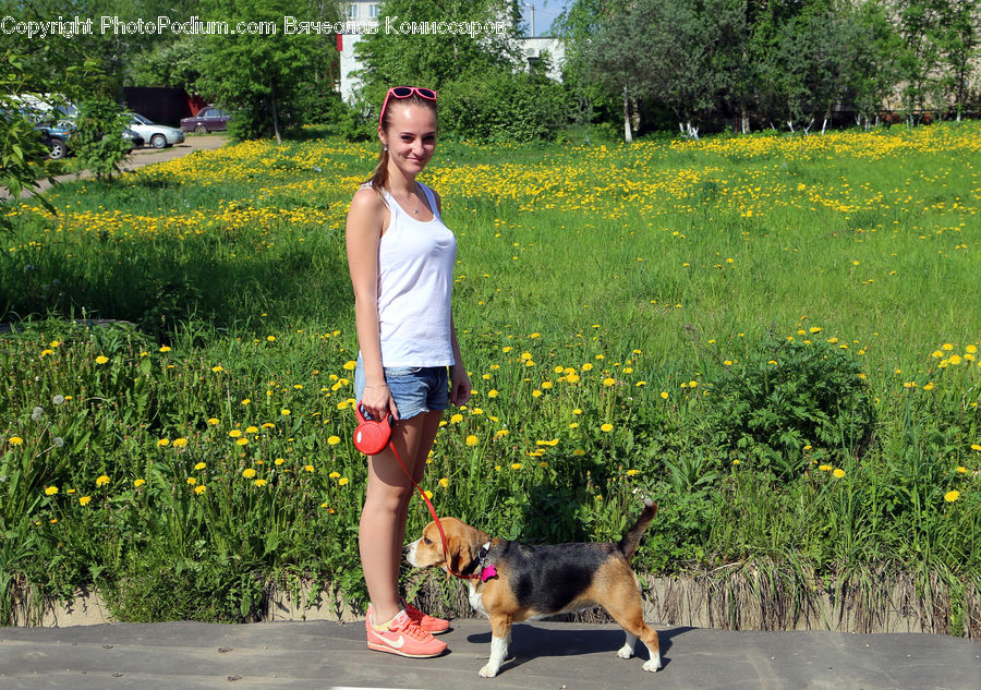 Human, People, Person, Animal, Beagle, Canine, Dog