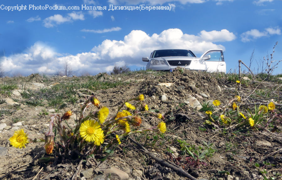 Asteraceae, Blossom, Flora, Flower, Plant, Automobile, Car