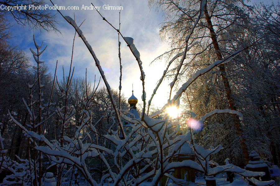 Plant, Tree, Flare, Light, Sunlight, Ice, Outdoors