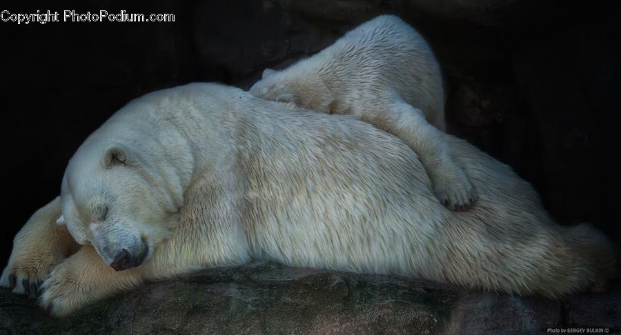 Animal, Bear, Mammal, Polar Bear