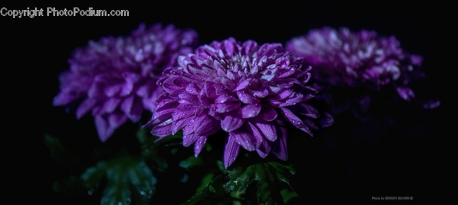 Blossom, Flora, Flower, Plant, Dahlia, Lilac, Asteraceae