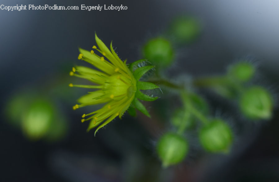 Conifer, Fir, Plant, Tree, Dill, Blossom, Flora