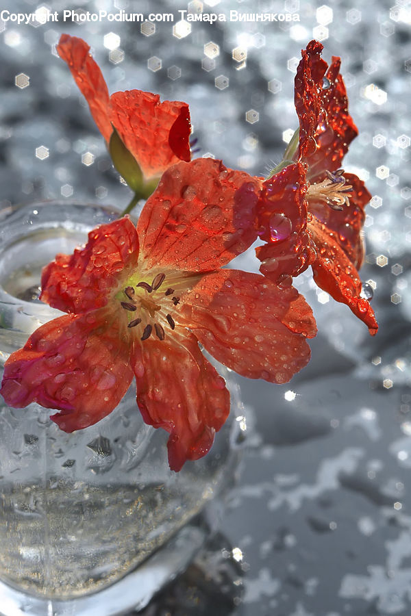 Blossom, Flora, Flower, Geranium, Plant, Cream, Creme