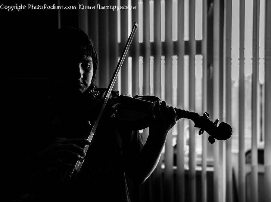 Fiddle, Musical Instrument, Viola, Violin