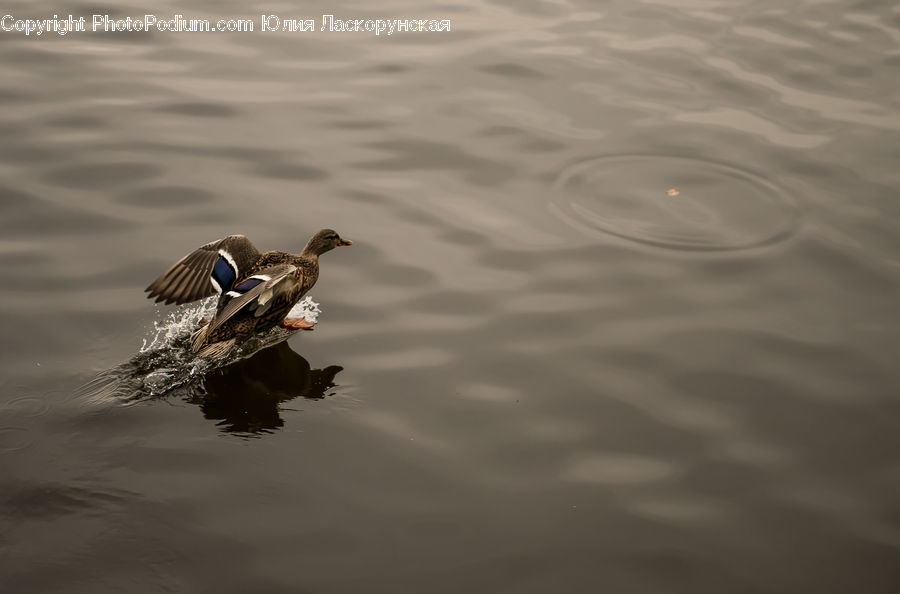 Bird, Duck, Teal, Waterfowl, Mallard, Outdoors, Ripple