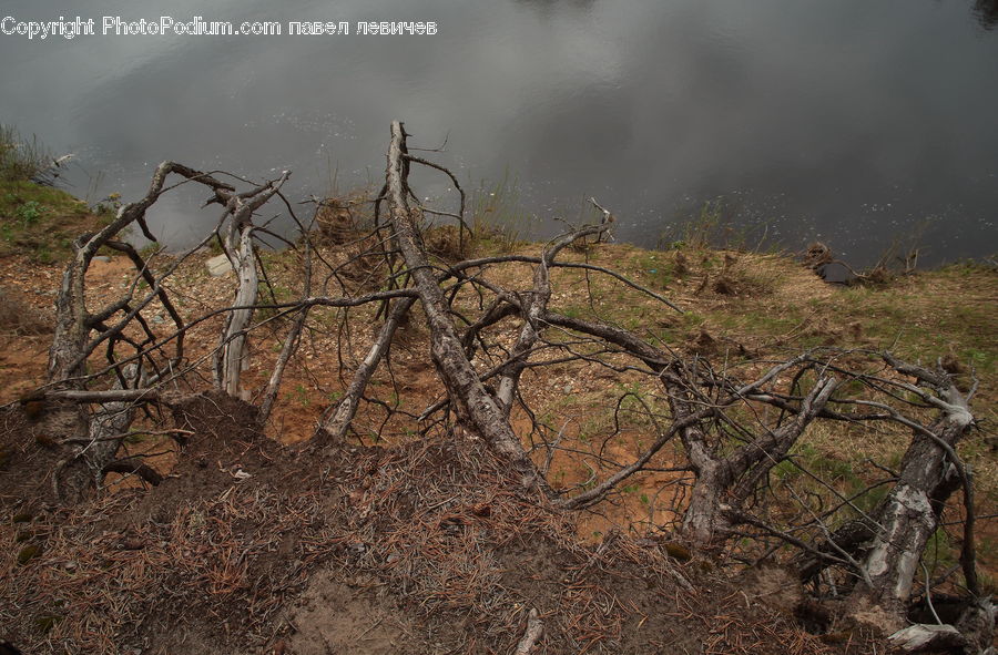 Soil, Plant, Tree, Forest, Grove, Land, Oak