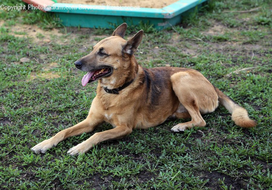 Animal, Canine, Dog, German Shepherd, Mammal, Pet, Husky
