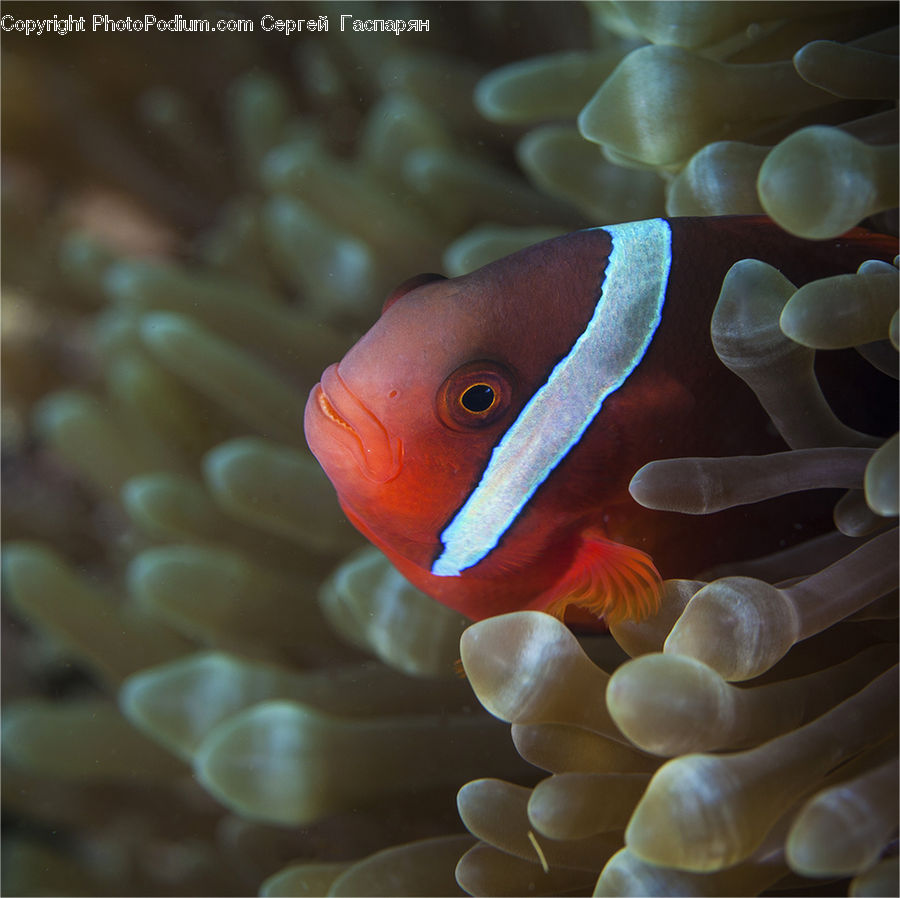 Invertebrate, Sea Anemone, Sea Life, Fish, Coral Reef, Outdoors, Reef