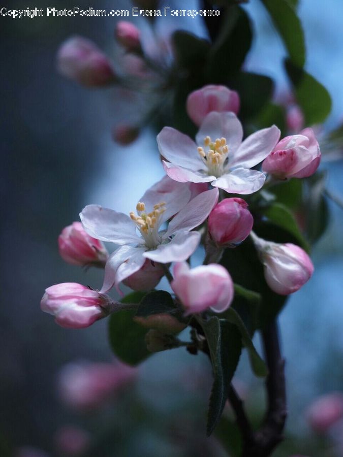 Blossom, Flora, Flower, Plant, Tulip, Orchid, Petal