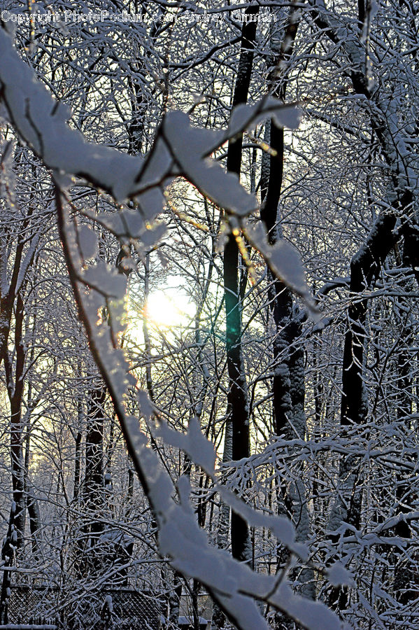 Lamp Post, Pole, Frost, Ice, Outdoors, Snow, Architecture