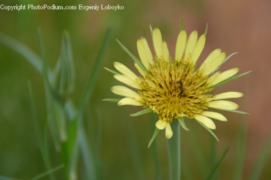 Dandelion, Flower, Plant, Daisies, Daisy, Asteraceae, Blossom