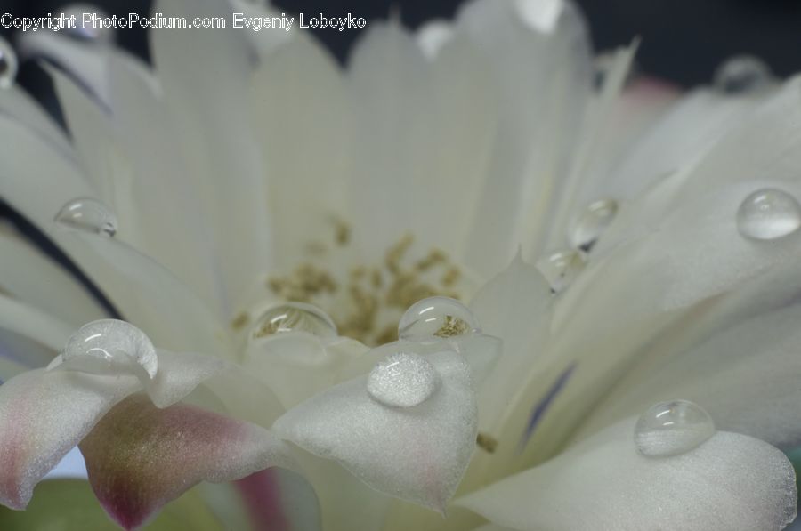 Blossom, Flora, Flower, Plant, Petal, Daisies, Daisy