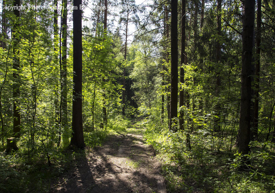 Forest, Vegetation, Grove, Land, Dirt Road, Gravel, Road