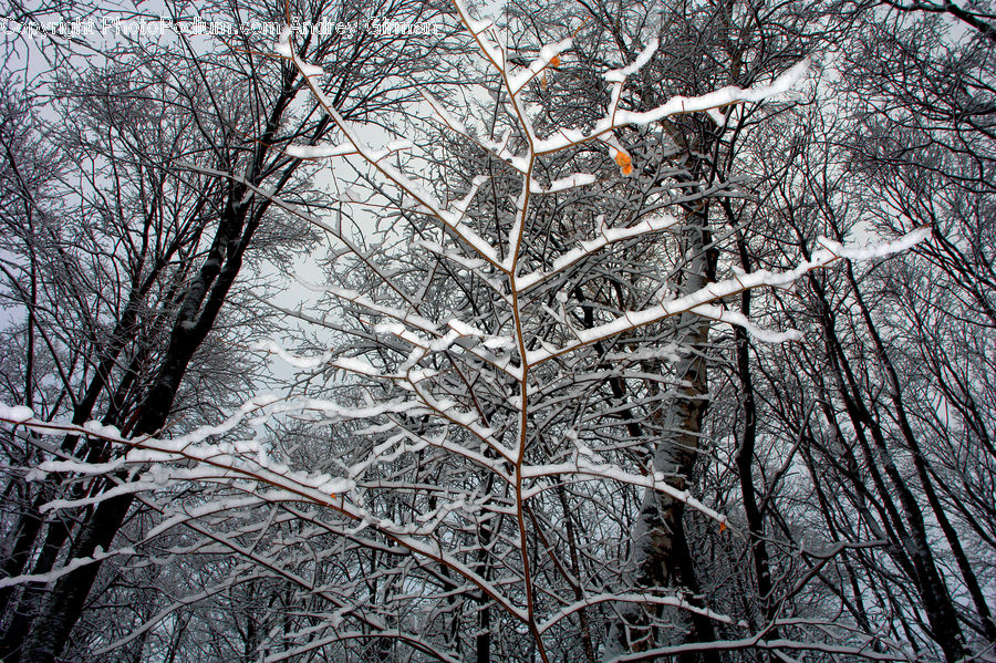 Frost, Ice, Outdoors, Snow, Blizzard, Weather, Winter