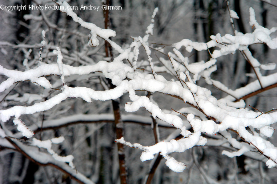 Ice, Outdoors, Snow, Frost, Birch, Tree, Wood