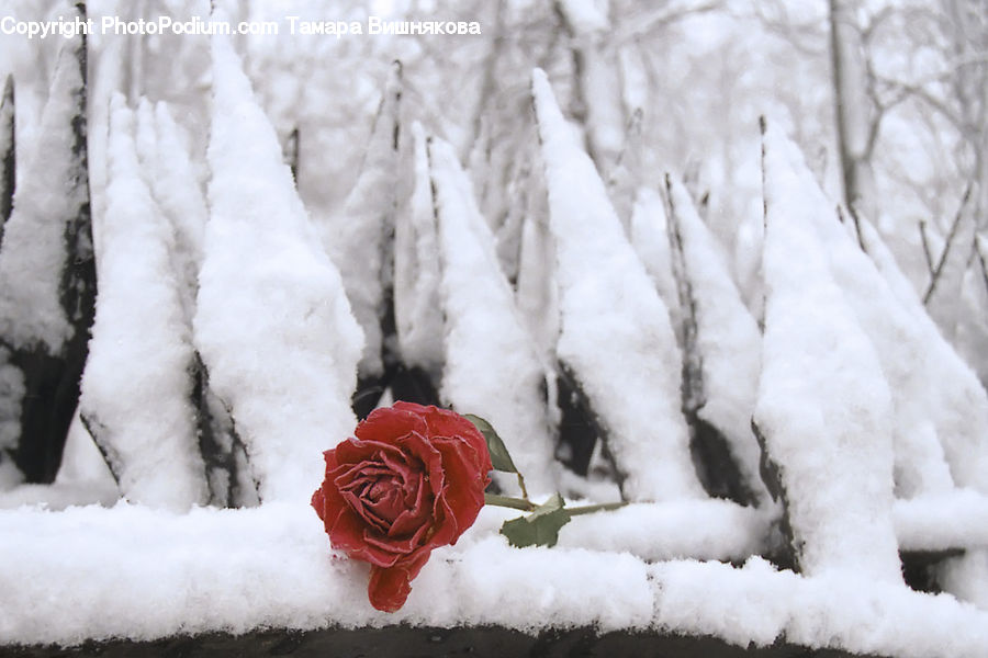 Hydrant, Blossom, Carnation, Flower, Plant