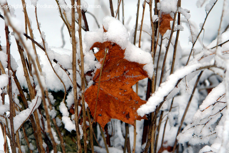 Ice, Outdoors, Snow, Frost, Conifer, Fir, Pine