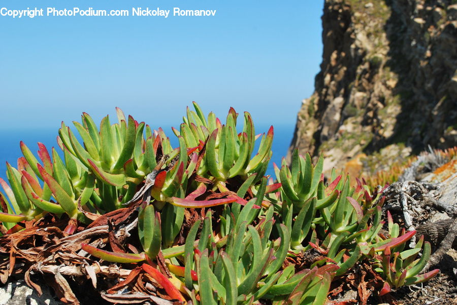 Aloe, Plant, Cactus, Conifer, Fir, Tree, Blossom