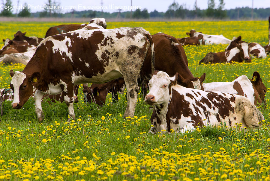 People, Person, Human, Animal, Cattle, Cow, Dairy Cow