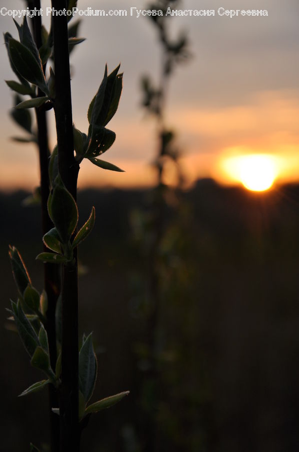 Bud, Plant, Aloe, Acanthaceae, Annonaceae, Blossom, Flora