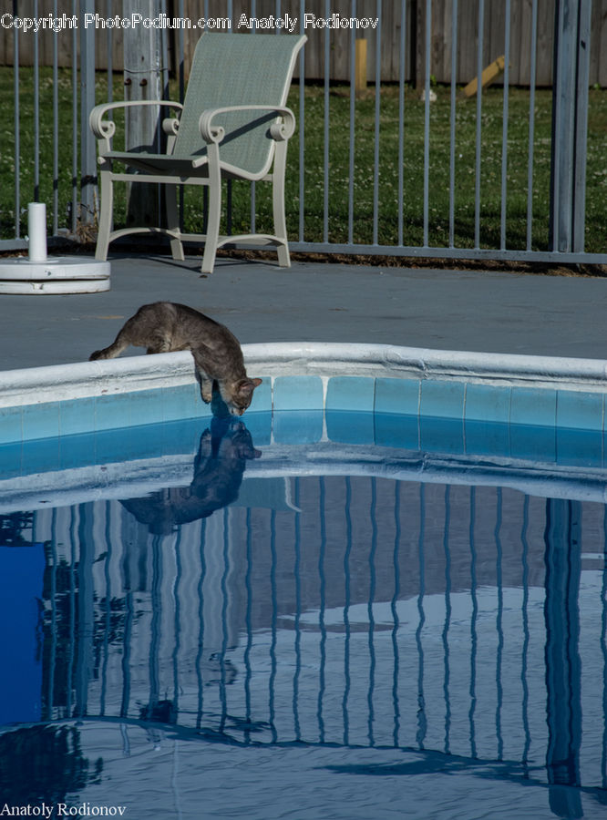 Chair, Furniture, Animal, Dolphin, Fish, Sea Life, Pool
