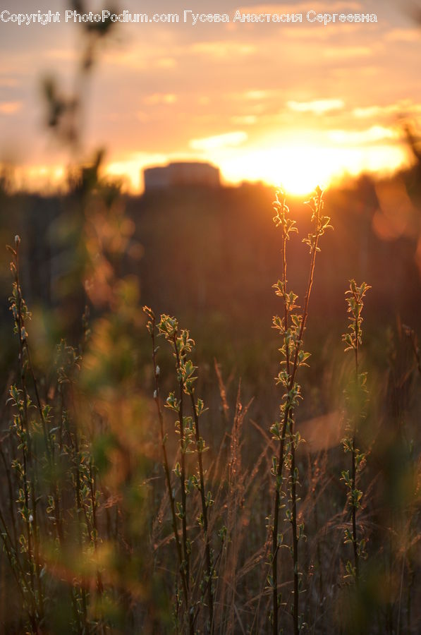 Dawn, Dusk, Sky, Sunrise, Sunset, Plant, Weed