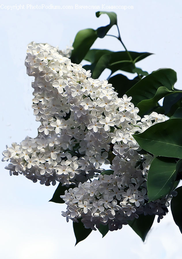 Blossom, Flower, Lilac, Plant, Flora, Cherry Blossom, Flower Arrangement