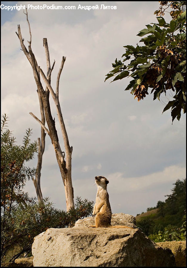 Animal, Mammal, Meerkat, Wildlife, Outdoors, Wilderness, Plant