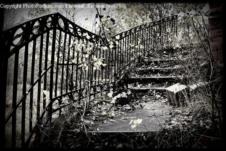 Forest, Vegetation, Cobblestone, Pavement, Walkway, Jungle, Outdoors