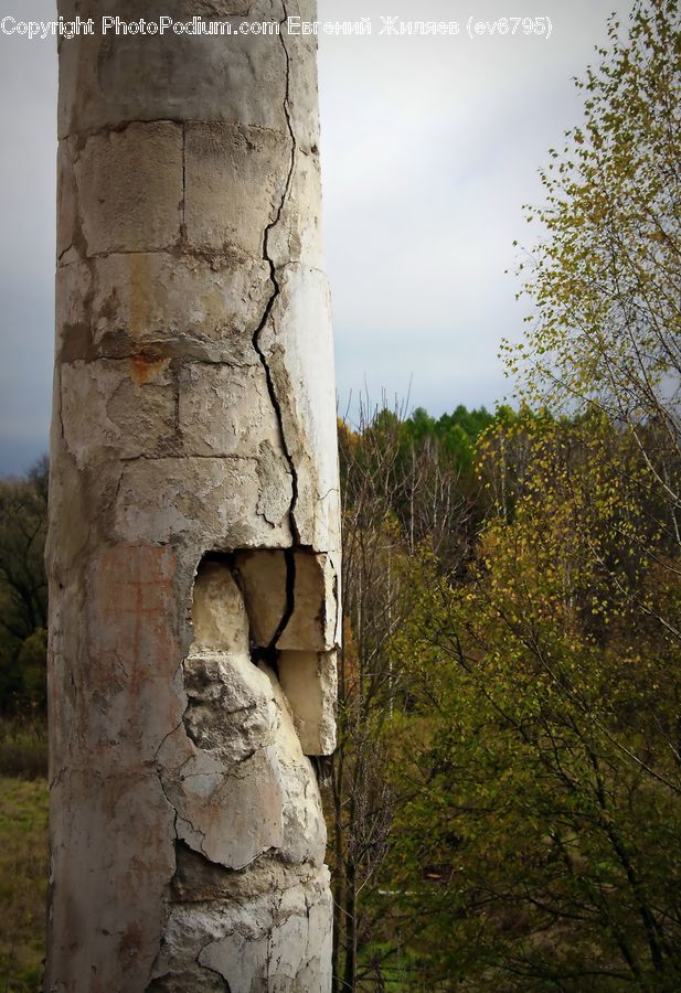 Blossom, Flora, Flower, Plant, Birch, Tree, Wood