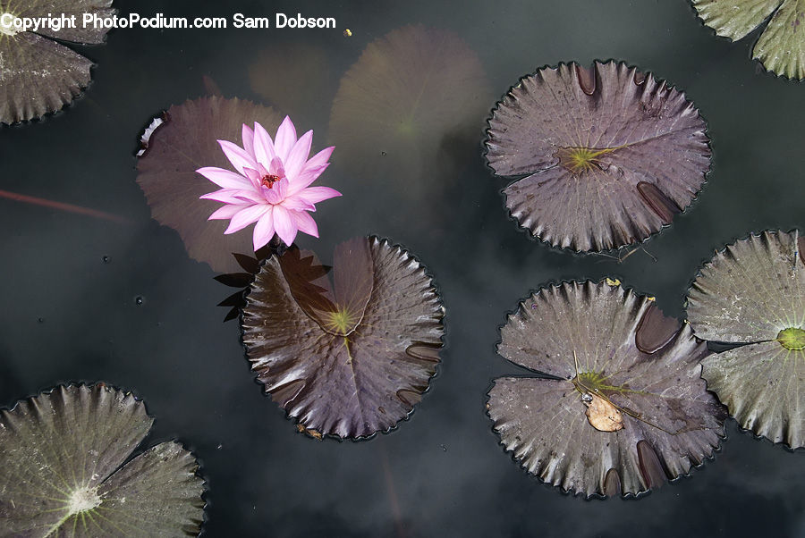 Flower, Lily, Plant, Pond Lily, Blossom, Flora, Petal