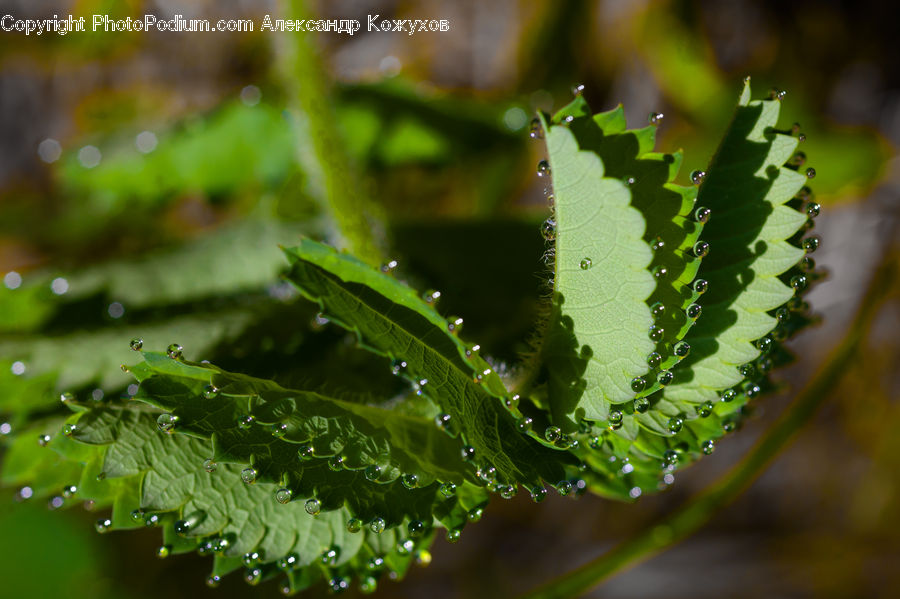 Fern, Plant, Conifer, Fir, Tree, Blossom, Flora