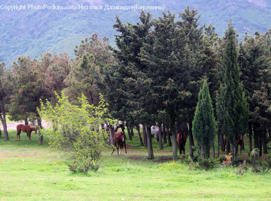 Conifer, Fir, Plant, Tree, Forest, Grove, Vegetation