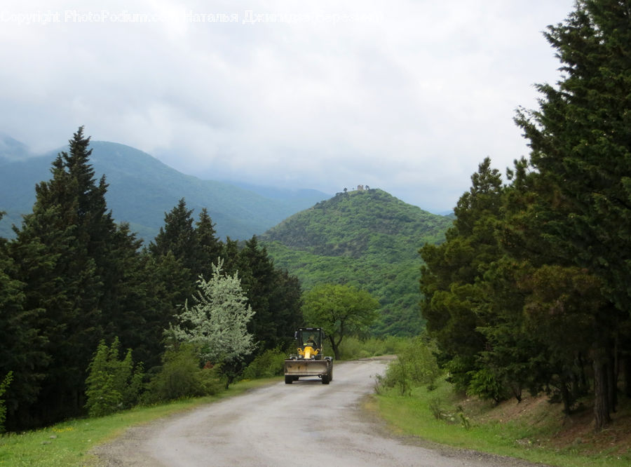 Dirt Road, Gravel, Road, Conifer, Fir, Pine, Spruce