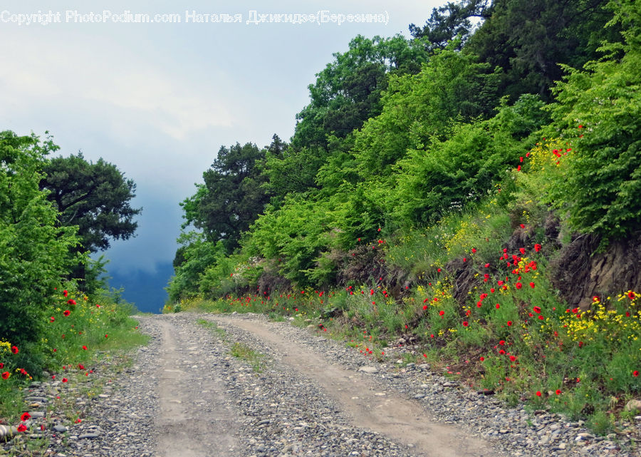 Dirt Road, Gravel, Road, Garden, Blossom, Flora, Flower