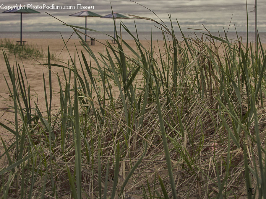 Field, Grass, Grassland, Plant, Reed, Blossom, Flora