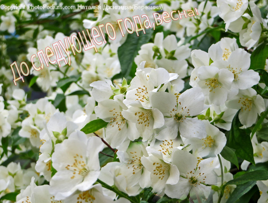Blossom, Flora, Flower, Plant, Cherry Blossom