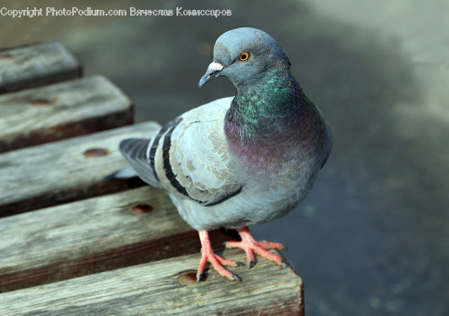 Bird, Pigeon, Dove