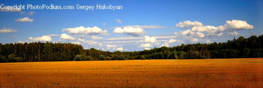 Field, Grass, Grassland, Land, Outdoors, Cloud, Cumulus