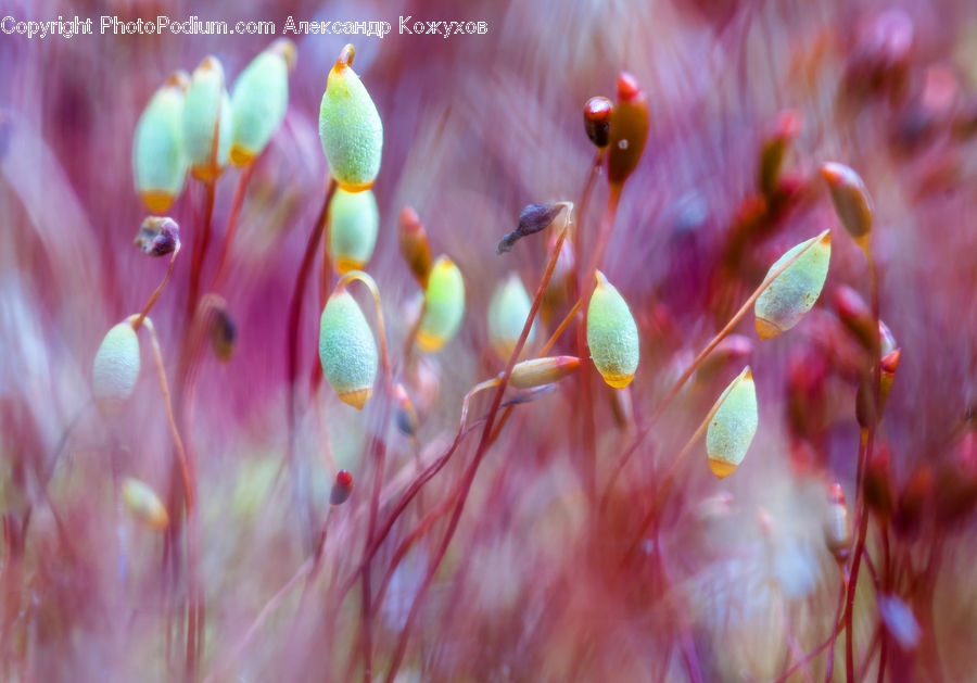 Moss, Plant, Bud, Blossom, Flora, Flower, Geranium
