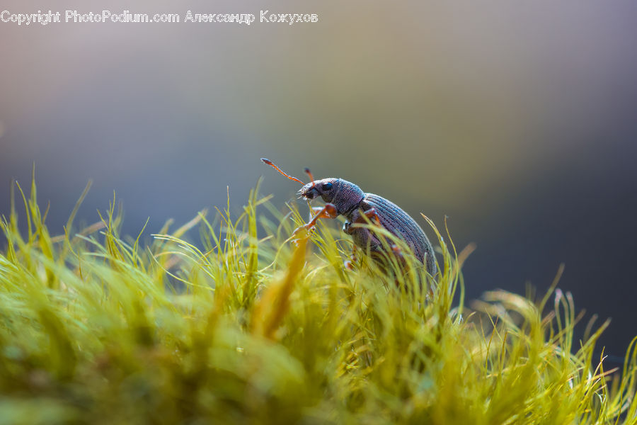 Moss, Plant, Bee, Insect, Invertebrate, Dung Beetle, Field