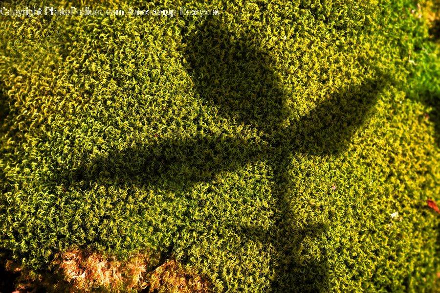 Bush, Plant, Vegetation, Blossom, Flora, Flower, Moss