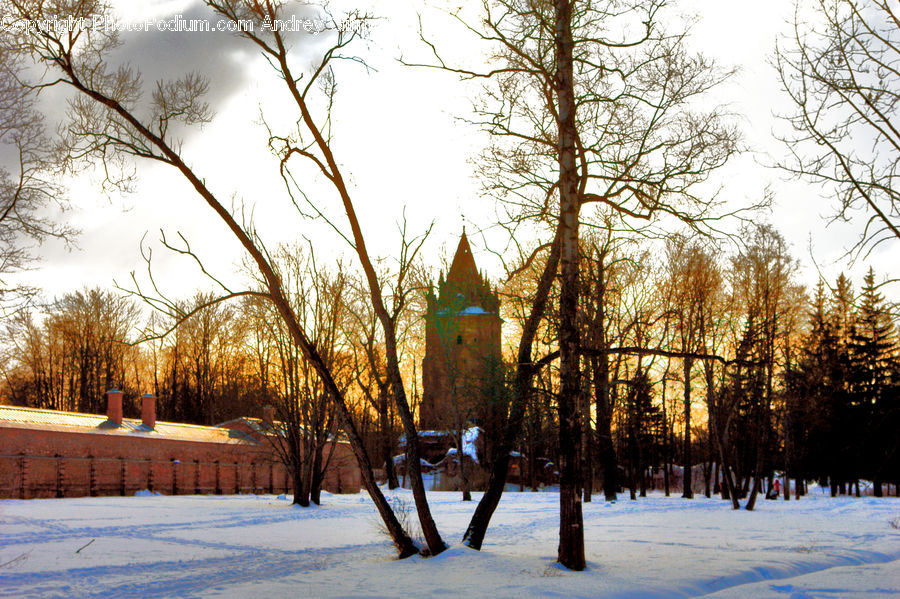 Landscape, Nature, Scenery, Park, Campus, Birch, Tree