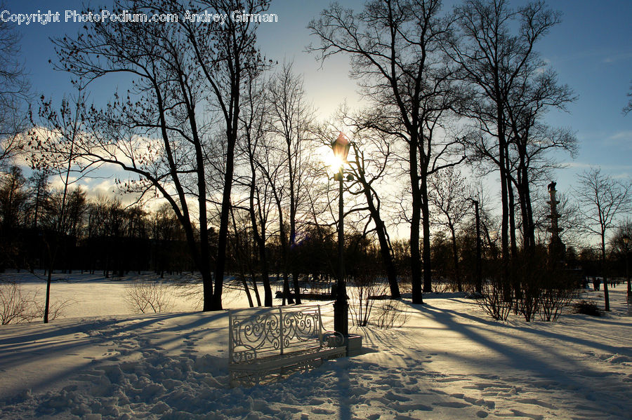 Bench, Landscape, Nature, Scenery, Park, Plant, Tree