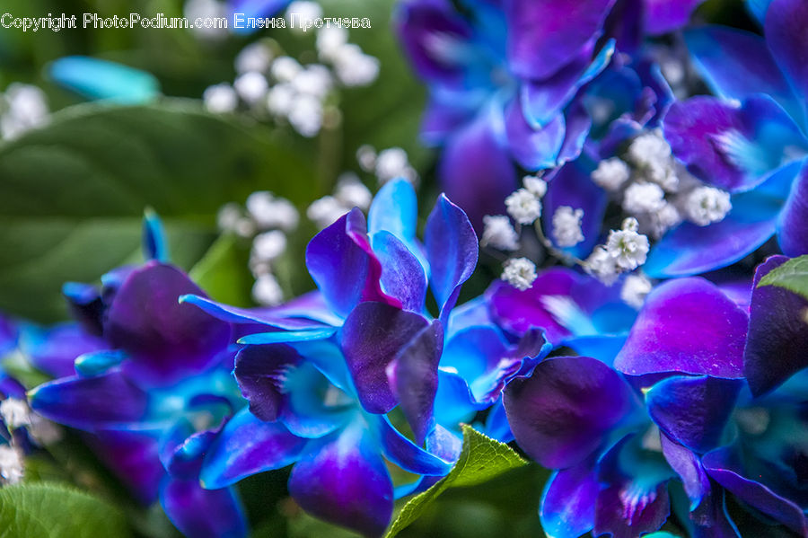 Blossom, Flora, Flower, Plant, Violet, Petal, Crocus
