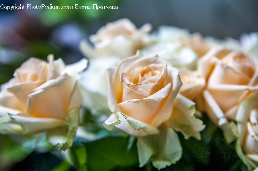 Blossom, Flower, Plant, Rose, Flower Arrangement, Flower Bouquet, Cream