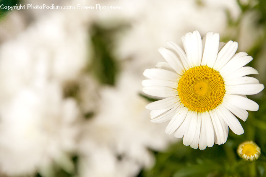Daisies, Daisy, Flower, Plant, Blossom, Flora