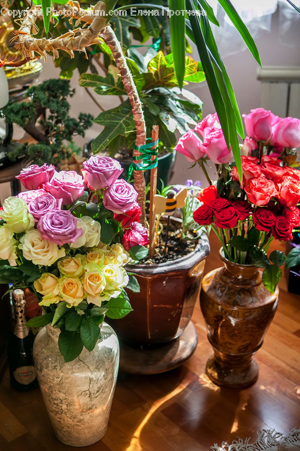 Blossom, Flower, Plant, Rose, Floral Design, Flower Arrangement, Flower Bouquet