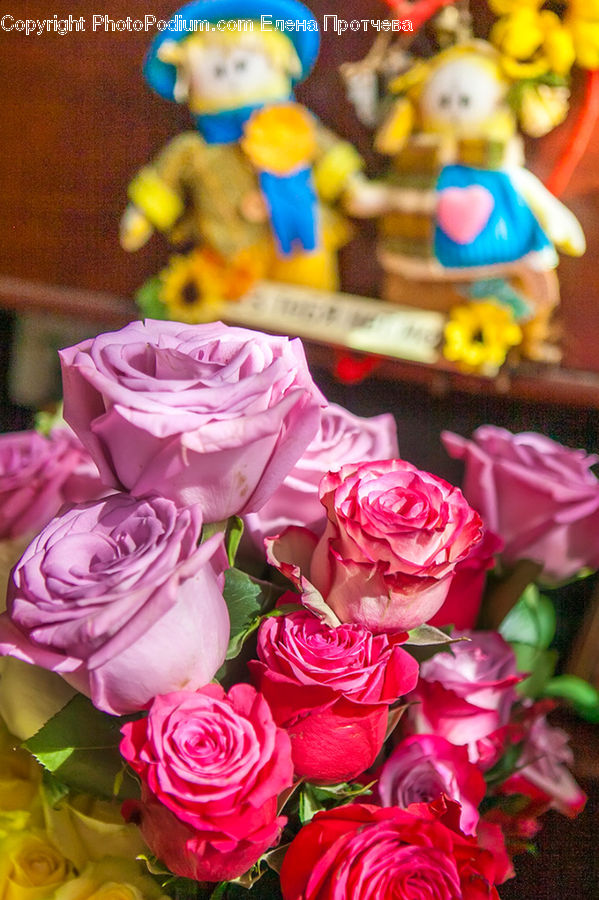 People, Person, Human, Blossom, Flower, Plant, Rose